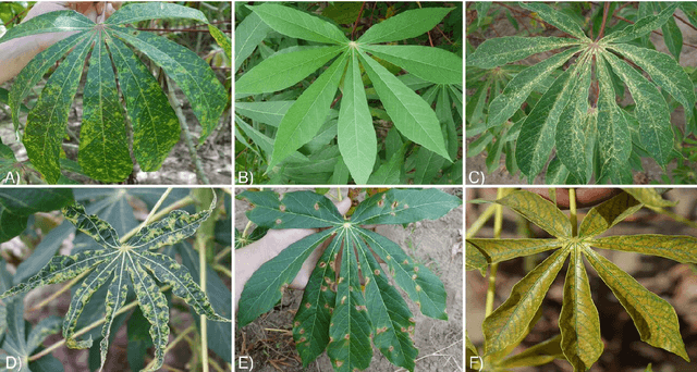 Figure 2 for Using Transfer Learning for Image-Based Cassava Disease Detection