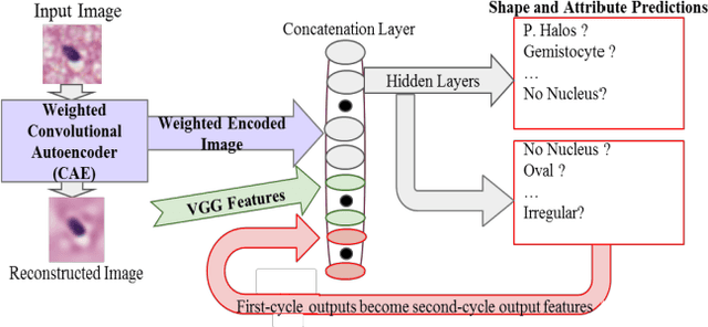 Figure 1 for Center-Focusing Multi-task CNN with Injected Features for Classification of Glioma Nuclear Images