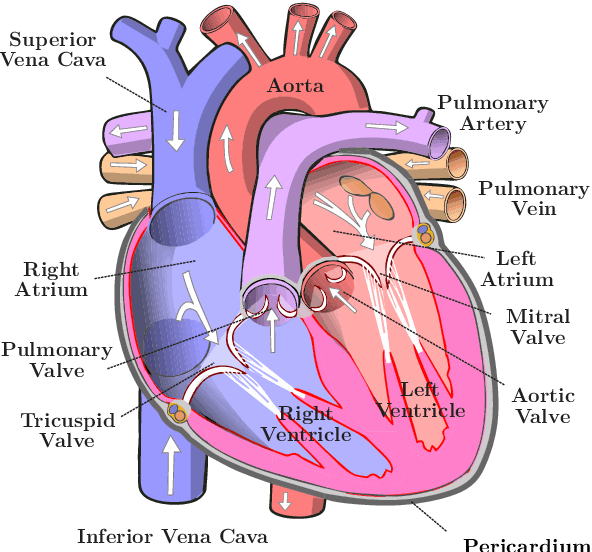 Figure 2 for Improved Cardiac Arrhythmia Prediction Based on Heart Rate Variability Analysis