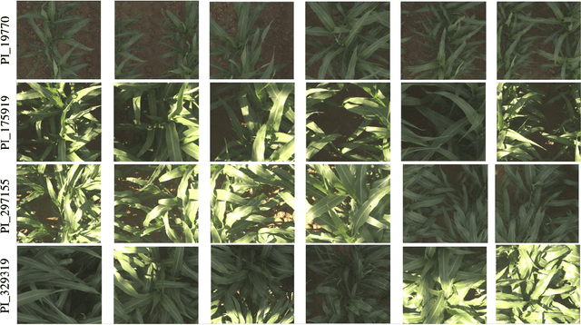 Figure 4 for Multi-resolution Outlier Pooling for Sorghum Classification