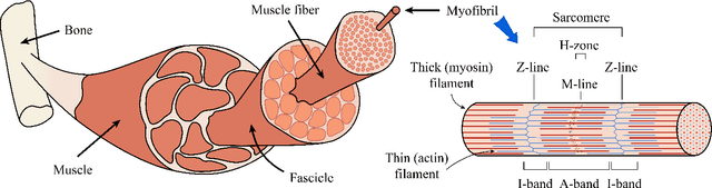 Figure 1 for Bio-Inspired Design of Artificial Striated Muscles Composed of Sarcomere-Like Contraction Units (preprint)