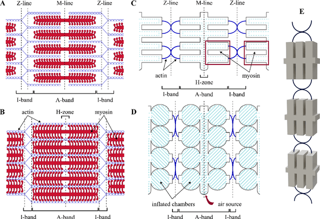 Figure 3 for Bio-Inspired Design of Artificial Striated Muscles Composed of Sarcomere-Like Contraction Units (preprint)