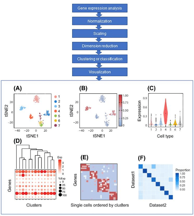 Figure 2 for Artificial Intelligence Models for Cell Type and Subtype Identification Based on Single-Cell RNA Sequencing Data in Vision Science
