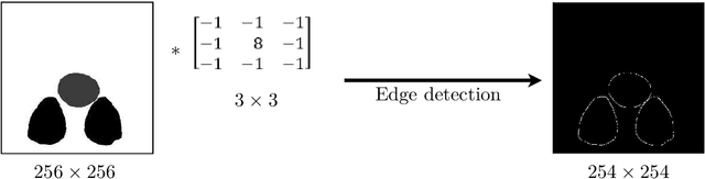 Figure 4 for Analysis of the performance of U-Net neural networks for the segmentation of living cells