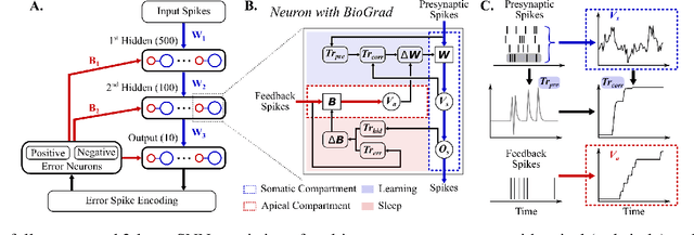 Figure 1 for BioGrad: Biologically Plausible Gradient-Based Learning for Spiking Neural Networks