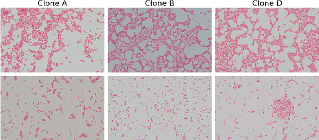 Figure 2 for Classifying bacteria clones using attention-based deep multiple instance learning interpreted by persistence homology