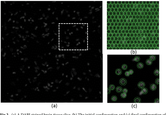 Figure 3 for Three-Dimensional GPU-Accelerated Active Contours for Automated Localization of Cells in Large Images