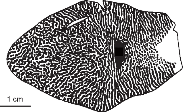 Figure 4 for Contrastive Topographic Models: Energy-based density models applied to the understanding of sensory coding and cortical topography