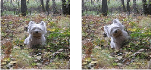 Figure 4 for What Happened to My Dog in That Network: Unraveling Top-down Generators in Convolutional Neural Networks
