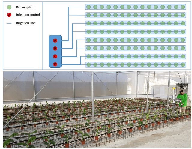 Figure 1 for Abiotic Stress Prediction from RGB-T Images of Banana Plantlets