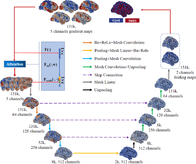 Figure 1 for Brain Cortical Functional Gradients Predict Cortical Folding Patterns via Attention Mesh Convolution