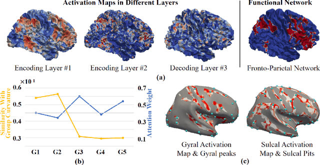 Figure 4 for Brain Cortical Functional Gradients Predict Cortical Folding Patterns via Attention Mesh Convolution