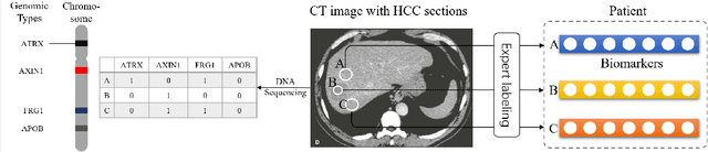 Figure 1 for Multi-Instance Multi-Label Learning for Gene Mutation Prediction in Hepatocellular Carcinoma