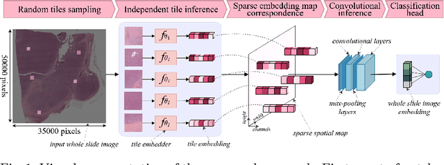 Figure 1 for Sparse convolutional context-aware multiple instance learning for whole slide image classification