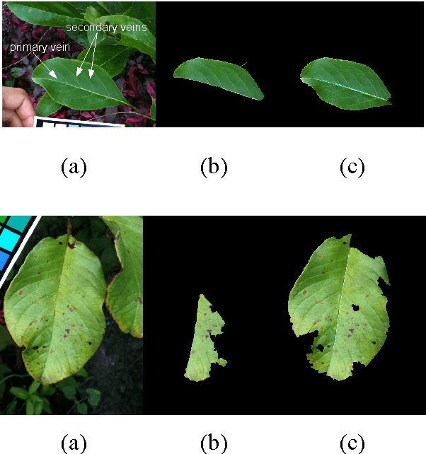 Figure 4 for Automatic Leaf Extraction from Outdoor Images