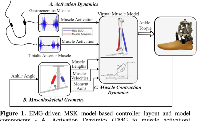 Figure 1 for Design of EMG-driven Musculoskeletal Model for Volitional Control of a Robotic Ankle Prosthesis