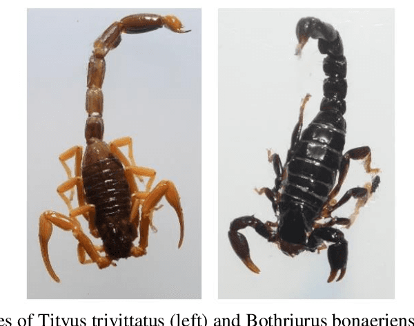 Figure 1 for Scorpion detection and classification systems based on computer vision and deep learning for health security purposes