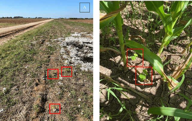 Figure 1 for Detecting Volunteer Cotton Plants in a Corn Field with Deep Learning on UAV Remote-Sensing Imagery