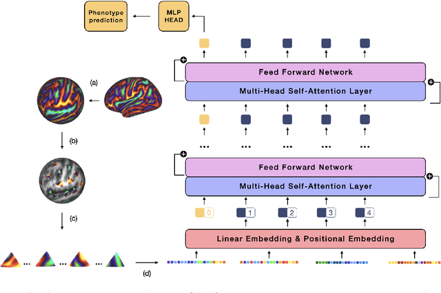 Figure 1 for Surface Vision Transformers: Attention-Based Modelling applied to Cortical Analysis