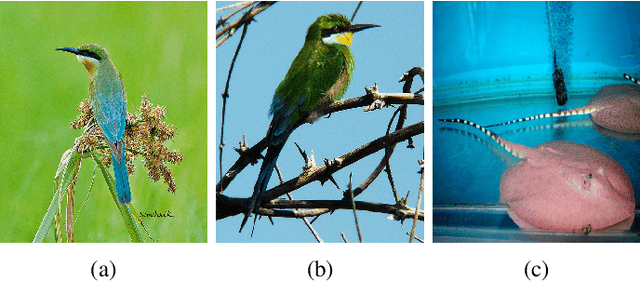 Figure 1 for Feature-dependent Cross-Connections in Multi-Path Neural Networks