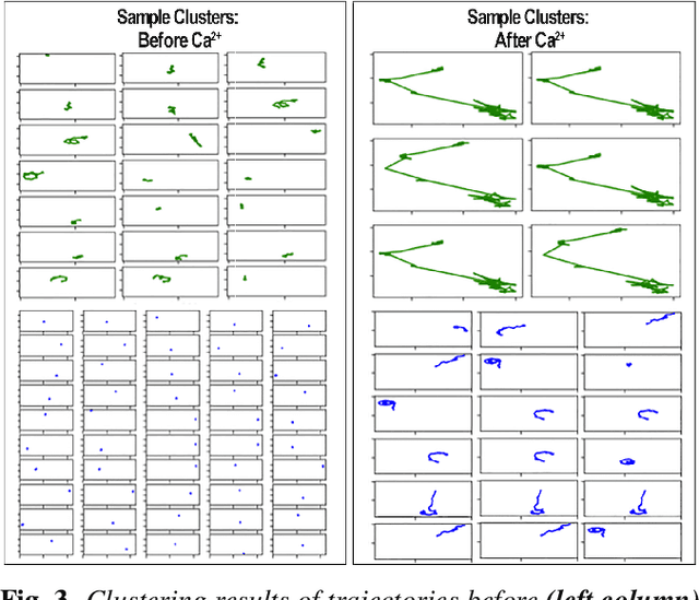Figure 3 for Unsupervised Discovery of Toxoplasma gondii Motility Phenotypes