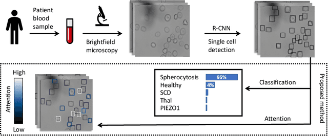 Figure 1 for Attention based Multiple Instance Learning for Classification of Blood Cell Disorders