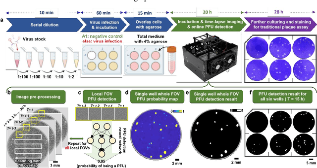 Figure 2 for Stain-free, rapid, and quantitative viral plaque assay using deep learning and holography