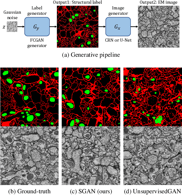 Figure 1 for Learning Generative Models of Tissue Organization with Supervised GANs