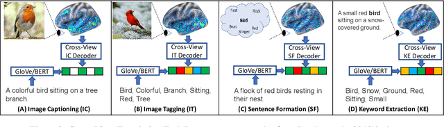 Figure 3 for Cross-view Brain Decoding