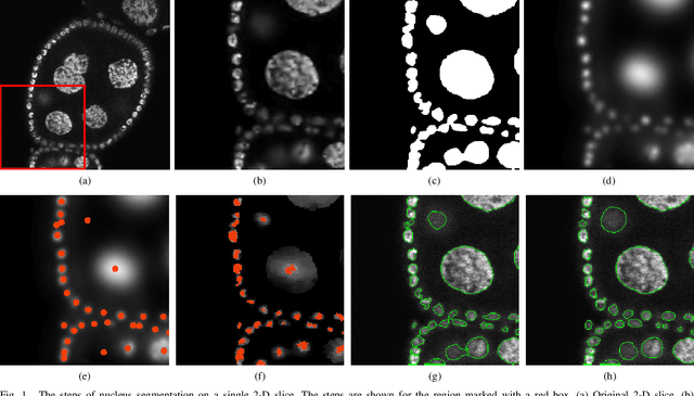 Figure 1 for Robust Segmentation of Cell Nuclei in 3-D Microscopy Images