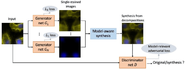 Figure 1 for Blind stain separation using model-aware generative learning and its applications on fluorescence microscopy images