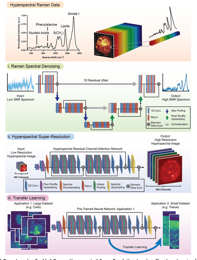 Figure 1 for High-throughput molecular imaging via deep learning enabled Raman spectroscopy