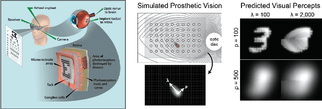 Figure 3 for A Hybrid Neural Autoencoder for Sensory Neuroprostheses and Its Applications in Bionic Vision