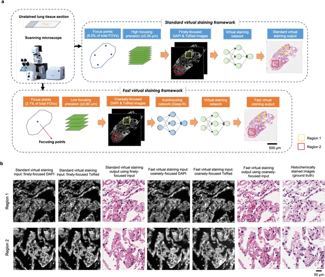 Figure 2 for Virtual staining of defocused autofluorescence images of unlabeled tissue using deep neural networks