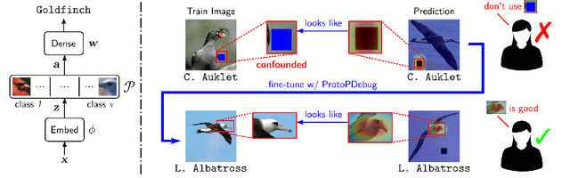 Figure 1 for Concept-level Debugging of Part-Prototype Networks