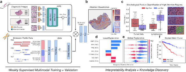 Figure 1 for Pan-Cancer Integrative Histology-Genomic Analysis via Interpretable Multimodal Deep Learning