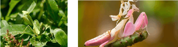 Figure 1 for Bio-Inspired Adversarial Attack Against Deep Neural Networks