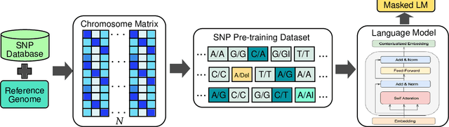 Figure 1 for SNP2Vec: Scalable Self-Supervised Pre-Training for Genome-Wide Association Study