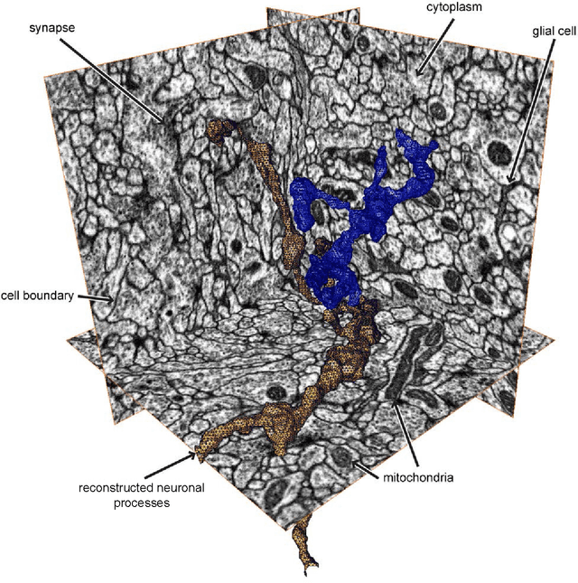 Figure 3 for Machine learning of hierarchical clustering to segment 2D and 3D images