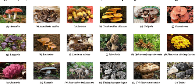 Figure 1 for Mushroom image recognition and distance generation based on attention-mechanism model and genetic information