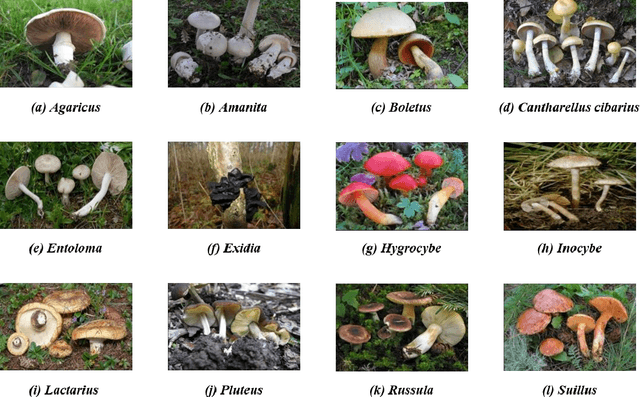 Figure 3 for Mushroom image recognition and distance generation based on attention-mechanism model and genetic information