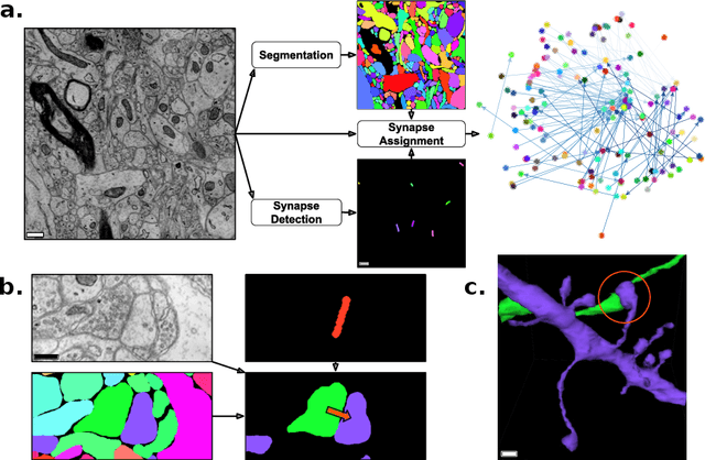 Figure 1 for Synaptic Partner Assignment Using Attentional Voxel Association Networks