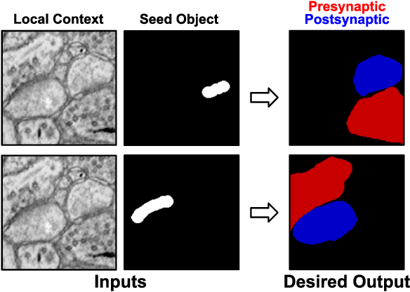 Figure 2 for Synaptic Partner Assignment Using Attentional Voxel Association Networks