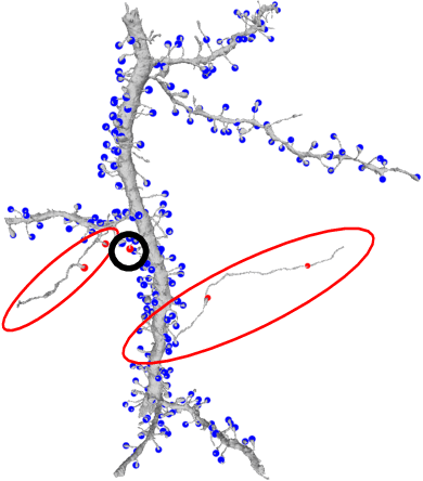 Figure 3 for Synaptic Partner Assignment Using Attentional Voxel Association Networks