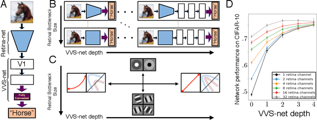 Figure 1 for A Unified Theory of Early Visual Representations from Retina to Cortex through Anatomically Constrained Deep CNNs