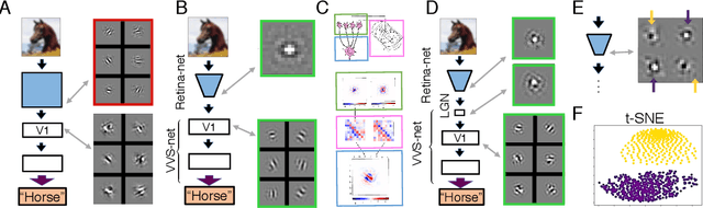 Figure 2 for A Unified Theory of Early Visual Representations from Retina to Cortex through Anatomically Constrained Deep CNNs