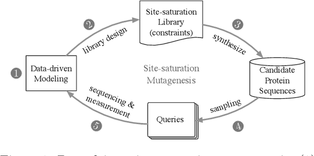 Figure 1 for Batched Stochastic Bayesian Optimization via Combinatorial Constraints Design
