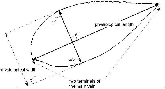 Figure 3 for A Leaf Recognition Algorithm for Plant Classification Using Probabilistic Neural Network