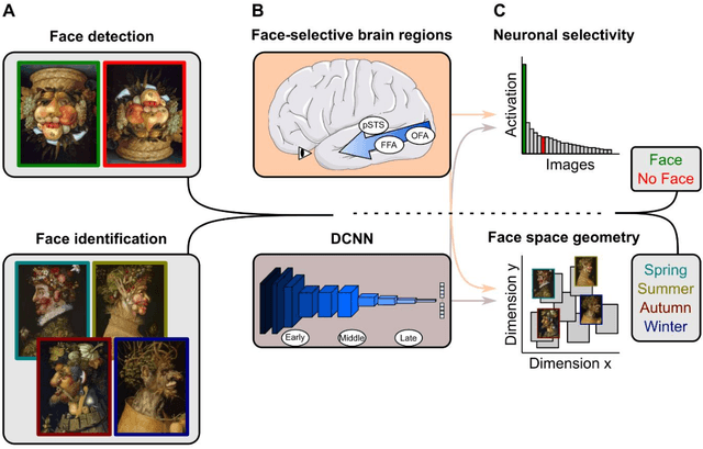 Figure 1 for Modeling Biological Face Recognition with Deep Convolutional Neural Networks