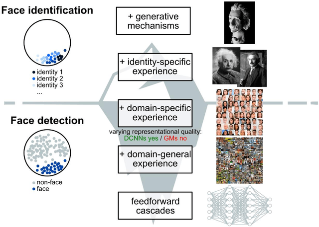 Figure 2 for Modeling Biological Face Recognition with Deep Convolutional Neural Networks